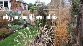 Molinia a great all round grass [upl. by Ledniahs]