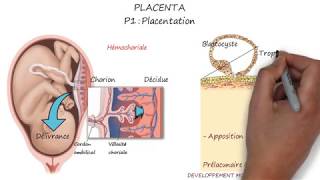 PLACENTA Première partie  Placentation [upl. by Connel108]