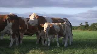 Irish Simmental The Complete Beef Breed [upl. by Emelia86]