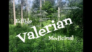 Valerian Edible and Medicinal [upl. by Tennos]