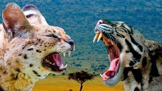 Serval vs Ocelot Cat  Differences Explained [upl. by Hemphill]