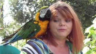 Macaw Betty in Parakeet Cage 17 Years [upl. by Curren718]