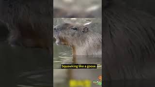 Do You Know What Kind of Sound Do Capybaras Make funny capybara [upl. by Ariahaj]