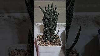 “長得很像Marker的多肉植物” ft鷹爪 Haworthia reinwardtii 113917 [upl. by Nymassej]