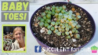 Baby Toes succulent care and propagation tips Fenestraria Rhopalophylla [upl. by Rooke]