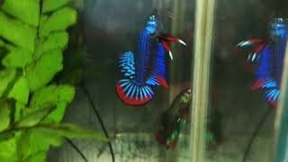 Gorgeous spade tail betta imbellis rare south thailand bloodline  Franksbettas [upl. by Ghassan242]