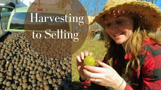 How to Harvest and Profit From Your backyard Walnuts Black Walnuts [upl. by Charley218]