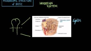 Histology of Bone  Woven Bone amp Lamellar Bone  Haversian system  Anatomy mbbs education [upl. by Htebasil]