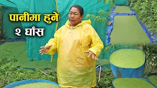 पानीमा हुने २ विशेष घाँस जुन पशुपन्छी पाल्ने किसानले लगाउनै पर्छ  Mina Gurung [upl. by Case892]