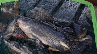 TILAPIA CAGE CULTURE FARMING  PAPUA NEW GUINEA [upl. by Sothena282]