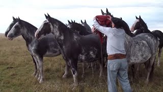 INCREIBLE TROPILLA ENTABLADA DE 10 CABALLOS  VENDIDA  WWWLOSEQUINOSCOM [upl. by Akerdal]