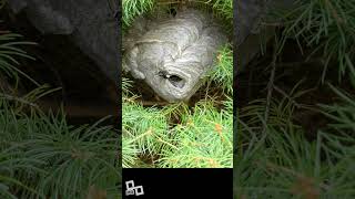 Bald Faced Hornets Daily Nest  Bustling [upl. by Netsryk]