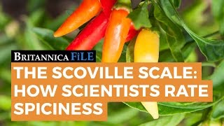 BRITANNICA FILE The Scoville Scale—How science rates spicy  Encyclopaedia Britannica [upl. by Kieryt]