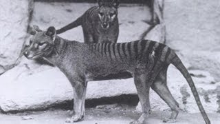 The thylacine Tasmanian tiger Tasmanian wolfogv [upl. by Dnalyk542]