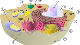 LES ORGANITES CELLULAIRES DÉFINITIONS ET RÔLES [upl. by Abibah]