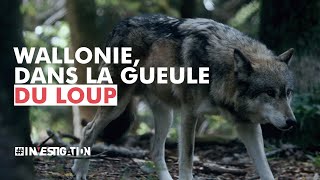 Wallonie dans la gueule du loup  investigation [upl. by Ecnesse]