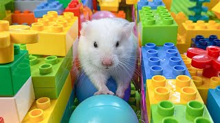 Hamster Escapes Room Maze OBSTACLE COURSE Prison Maze 5 [upl. by Milzie]