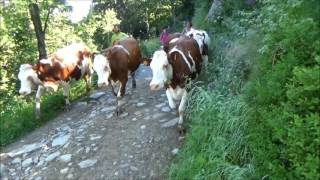 Attention course de vaches en transhumance [upl. by Claudian]