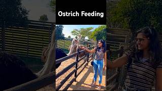 Ostrich Feeding  Cape Town Ostrich Ranch ostrich capetown [upl. by Dewain]