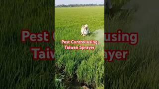 Fighting Pests amp Fungus with Taiwan Sprayers  Valxtra Trozen amp Permethrin on 2Acre Paddy Field 🌾 [upl. by Leunamne]