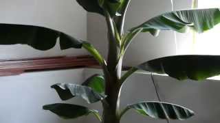 Growing Banana Tree Indoors in Minnesota [upl. by Annodam]