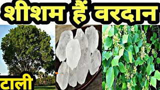 भारतीय शीशम  शीशम के औषधिय गुण  Medicinal Benefits of Shisham [upl. by Ethelda100]