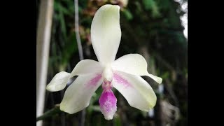 Phalaenopsis fimbriata  first bloom  species orchid [upl. by Michelle757]