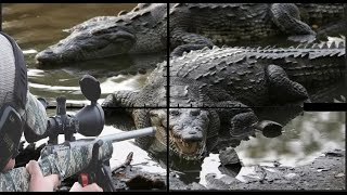 Hunting African Nile crocodiles with snipers part two [upl. by Ateinotna]