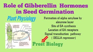 Role of Gibberellin Hormones in Seed Germination ll Plant Physiology [upl. by Inez108]