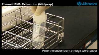 Plasmid DNA Extraction Midiprep [upl. by Margarethe]