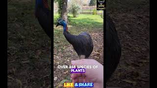 ABOUT CASSOWARY [upl. by Banyaz949]