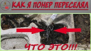 КАК Я ПОНЕР ПЕРЕСЕЛЯЛ Relocation Pseudoneoponera rufipes [upl. by Chic716]