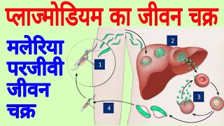 Life cycle of plasmodium  Malaria plasmodium  Plasmodium vivax  The Malaria life cycle explained [upl. by Beeck]