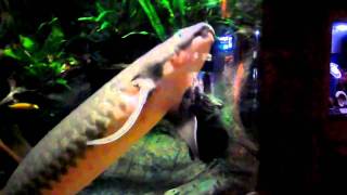 Australian Lungfish  Singapore Aquarium [upl. by Marlen696]