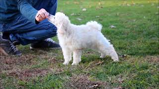 Minnesota 11 wk Standard Poodle pup [upl. by Metabel697]