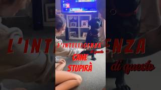 L’INTELLIGENZA di Questo Cane ti lascerà a Bocca Aperta [upl. by Chucho]