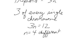 Ploidy simplified [upl. by Haveman]