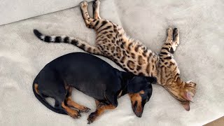 Family Diary Bengal amp Dachshund are sleeping together [upl. by Hephzibah]