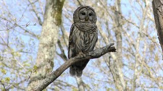 African Spotted Eagle Owl Hooting [upl. by Ardnaik]