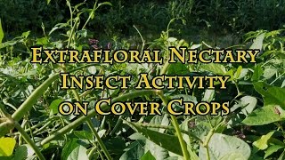 Extrafloral Nectary Insect Activity on Cover Crops [upl. by Blanchard]