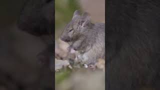 The cutest wood mouse  Country Living UK [upl. by Ahsaz756]