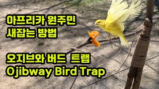 새 잡는 덫  Ojibwa bird trap  사냥  새덫만들기  꿩덫  꿩덫만들기  새잡기  참새잡기 [upl. by Naujd]