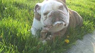 Gary the Bulldog  slobbering and chewing on bone [upl. by Eylhsa857]