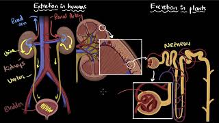 Excretion in humans and plants  Life processes  Class 10 Biology  Khan Academy [upl. by Susumu]