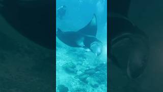 giant oceanic manta ray passed us in 100 feet down mantaray [upl. by Vona264]