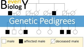 Genetic Pedigrees updated [upl. by Stephine]