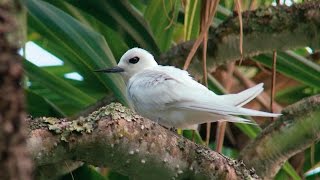 Pitcairn Islands – Henderson Islands wildlife [upl. by Attenahs]