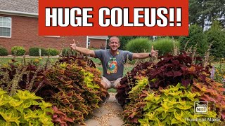 How to Grow Coleus  A StepbyStep Guide 🌻🌻🌻🌻 [upl. by Ailec986]