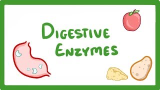 GCSE Biology  Digestive Enzymes 17 [upl. by Lerud977]