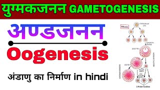 Oogenesisअण्डजनन अण्डाणु का निर्माणFormation of ovulation युग्मकजनन GAMETOGENESIS  Biology [upl. by Tuhn]